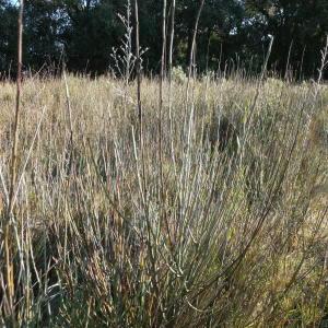 Photographie n°55447 du taxon Ephedra distachya L. [1753]