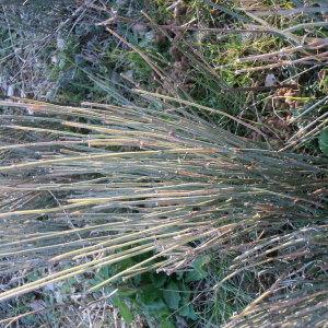 Photographie n°55449 du taxon Ephedra distachya L. [1753]