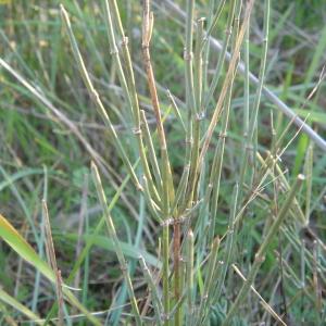 Photographie n°55450 du taxon Ephedra distachya L. [1753]