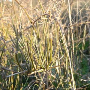 Photographie n°55451 du taxon Ephedra distachya L. [1753]