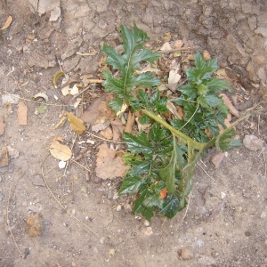 Photographie n°55455 du taxon Acanthus mollis L. [1753]