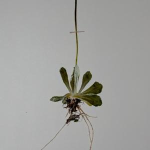 Photographie n°55513 du taxon Primula farinosa L. [1753]