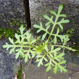 Photographie n°55523 du taxon Bidens triplinervia Humb., Bonpl. & Kunth