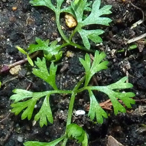 Pimpinella leptophylla Pers. (Marsh Parsley)