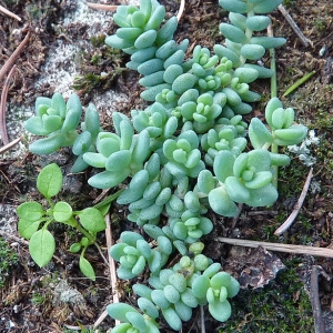 Photographie n°55534 du taxon Sedum dasyphyllum L. [1753]