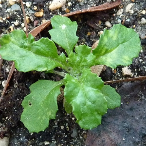 Photographie n°55535 du taxon Senecio vulgaris L. [1753]
