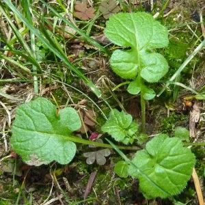 Photographie n°55536 du taxon Sisymbrium officinale (L.) Scop. [1772]