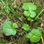  Bertrand BUI - Sisymbrium officinale (L.) Scop. [1772]