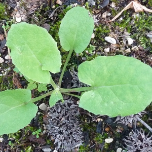 Photographie n°55537 du taxon Sonchus oleraceus L. [1753]