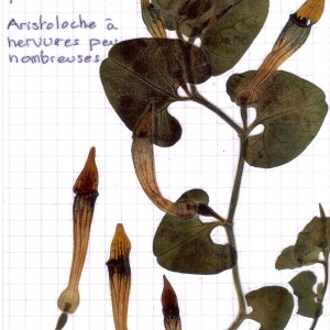 Photographie n°55588 du taxon Aristolochia paucinervis Pomel [1874]