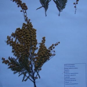 Photographie n°55610 du taxon Acacia dealbata Link