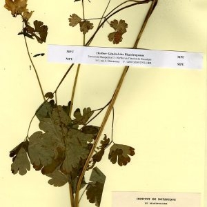 Photographie n°55613 du taxon Aquilegia vulgaris L. [1753]