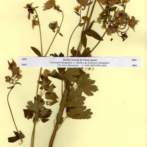 Photographie n°55614 du taxon Aquilegia vulgaris L. [1753]