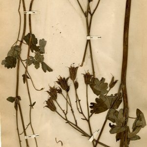 Photographie n°55616 du taxon Aquilegia vulgaris L. [1753]