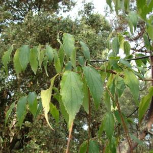 Photographie n°55637 du taxon Celtis australis L. [1753]