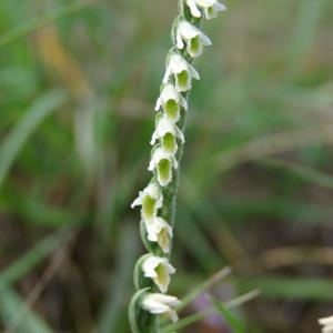 Photographie n°55641 du taxon Spiranthes spiralis (L.) Chevall. [1827]