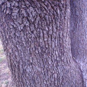 Photographie n°55650 du taxon Quercus ilex L. [1753]