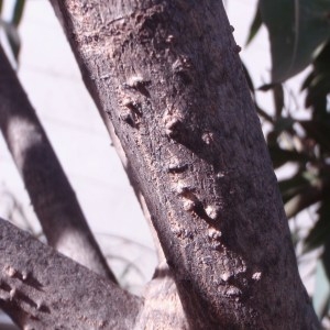 Photographie n°55661 du taxon Nerium oleander L. [1753]