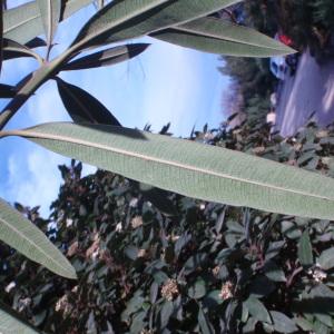 Photographie n°55663 du taxon Nerium oleander L. [1753]