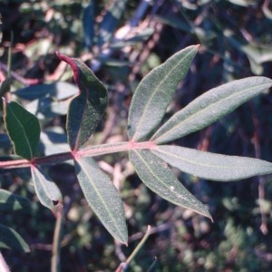 Photographie n°55677 du taxon Pistacia lentiscus L. [1753]