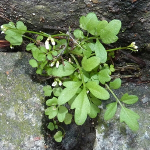 Photographie n°55700 du taxon Cardamine flexuosa With. [1796]