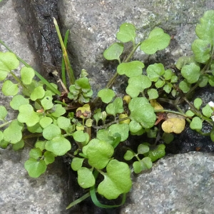 Photographie n°55701 du taxon Cardamine flexuosa With. [1796]