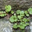  Bertrand BUI - Cardamine flexuosa With. [1796]