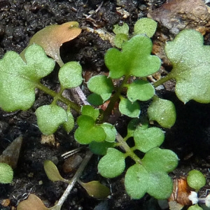 Photographie n°55704 du taxon Cardamine flexuosa With. [1796]