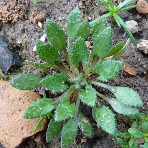 Erophila verna (L.) Chevall. subsp. verna (Drave de printemps)