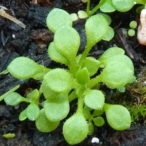 Photographie n°55714 du taxon Saxifraga tridactylites L. [1753]