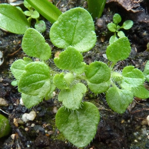 Photographie n°55715 du taxon Veronica hederifolia L. [1753]