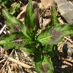 Photographie n°55727 du taxon Polygonum lapathifolium L. [1753]