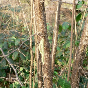 Photographie n°55763 du taxon Corylus avellana L. [1753]