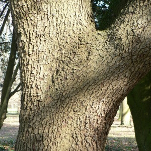 Photographie n°55778 du taxon Quercus ilex L. [1753]