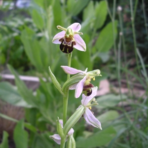 Photographie n°55797 du taxon Ophrys apifera subsp. apifera