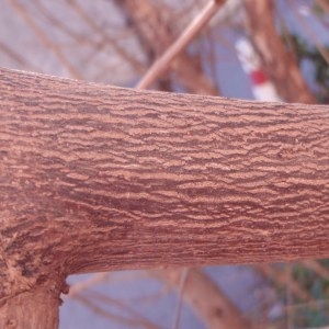 Photographie n°55807 du taxon Vitex agnus-castus L. [1753]