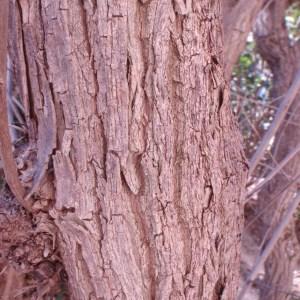 Photographie n°55808 du taxon Vitex agnus-castus L. [1753]