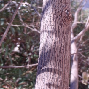 Photographie n°55810 du taxon Vitex agnus-castus L. [1753]