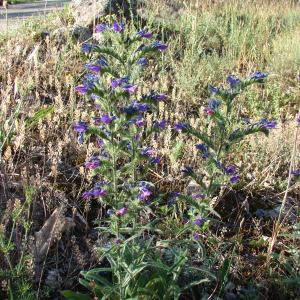 Photographie n°55926 du taxon Echium vulgare L. [1753]