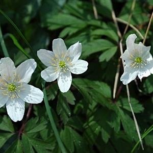 Photographie n°55987 du taxon Anemone nemorosa L. [1753]