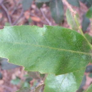Photographie n°56006 du taxon Quercus ilex L. [1753]