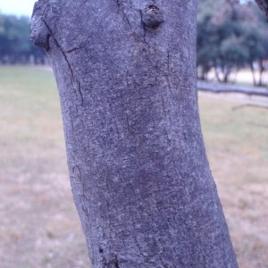 Photographie n°56020 du taxon Cercis siliquastrum L. [1753]