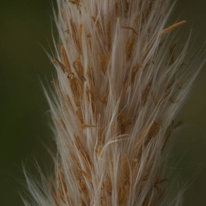 Photographie n°56046 du taxon Imperata cylindrica (L.) Räusch. [1797]