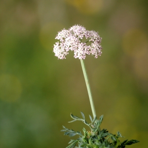 Seseli montanum subsp. nanum (Dufour) O.Bolòs & Vigo (Séséli nain)