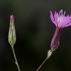 Photographie n°56068 du taxon Crupina vulgaris Cass. [1817]