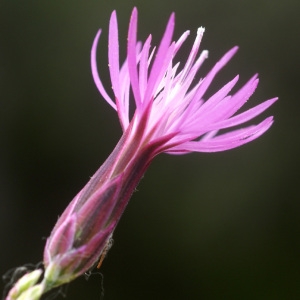 Photographie n°56069 du taxon Crupina vulgaris Cass. [1817]