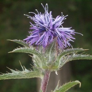 Photographie n°56082 du taxon Carthamus caeruleus L. [1753]