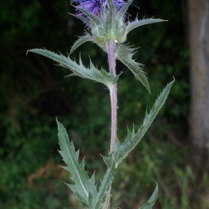 Photographie n°56084 du taxon Carthamus caeruleus L. [1753]