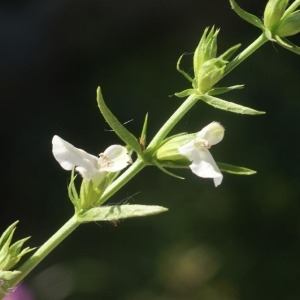 Photographie n°56101 du taxon Stachys glutinosa L. [1753]