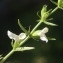  Liliane Roubaudi - Stachys glutinosa L. [1753]